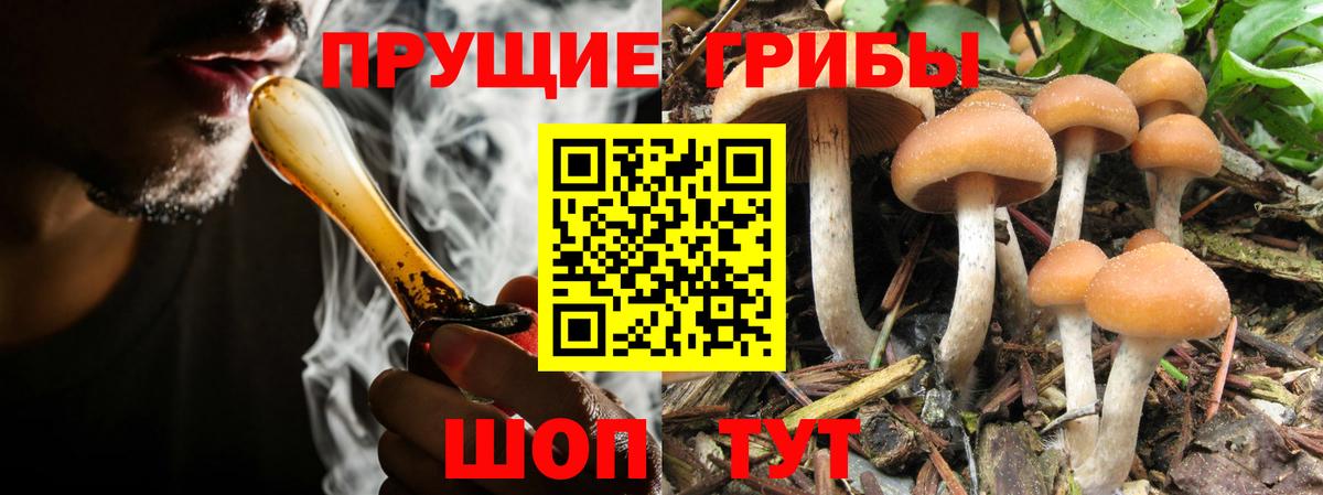 Курск  Галлюциногенные грибы мицелий  Вход с VPN 